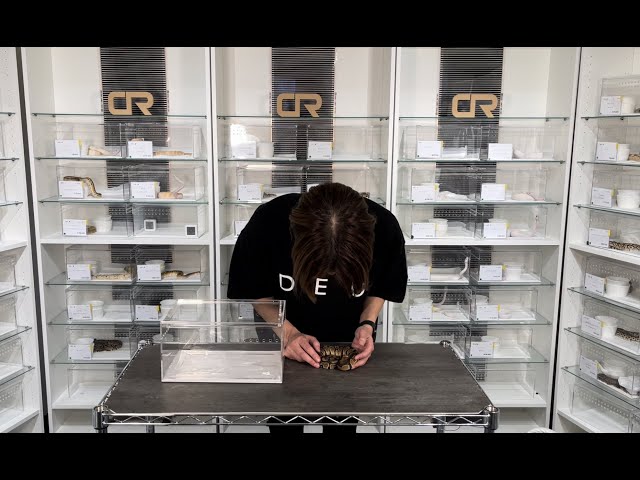 Celebrating 5000 Subscribers! Gratitude Event | DEU Reptiles - Ball Python Specialty Store