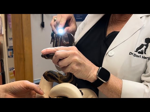3 year ball python routine vet visit