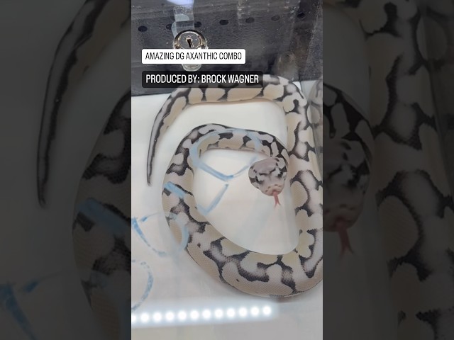 Incredible DG Axanthic Ball Python Combo😍🔥🐍