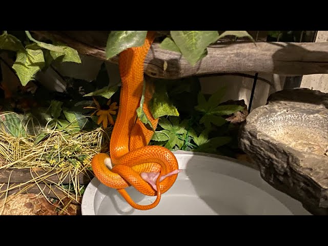 Fearful - Flighty - Focused: 3 Cornsnakes, 3 Personalities