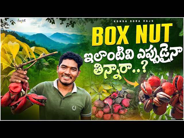 Boxnut: Exploring the Wild Almond | ఇలాంటి కాయలు తినటం మొదటిసారి