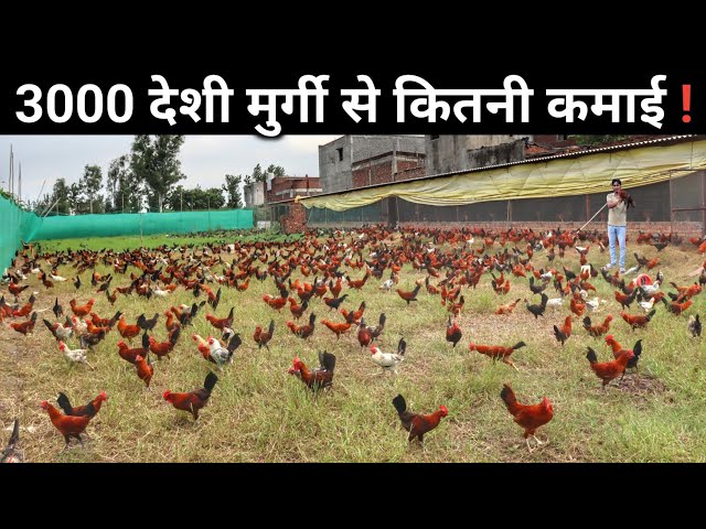 3000 देशी मुर्गी का अनोखा फॉर्म | Free Range Desi Murgi Palan | Desi Poultry Farm