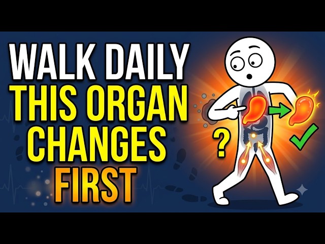 The First Organ That Changes When You Start Walking Every Day | Science Explained