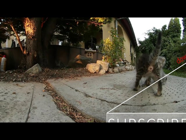 Small cat, kittens, 360° video - STOCK FOOTAGE - STOCK VIDEO