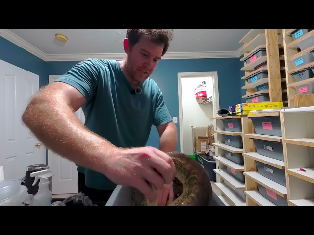 Setting Up A Ball Python Clutch in VR180