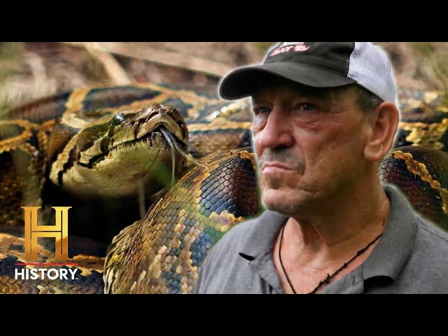 Master Snake Hunter Gets His Kill | Swamp People: Serpent Invasion (Season 4) | History