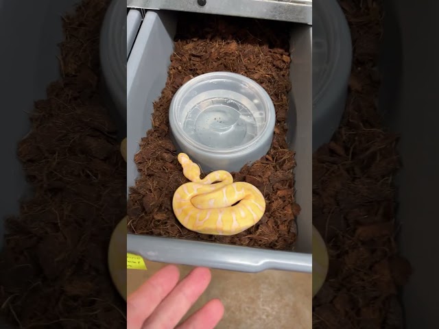 Find out how to see more crazy Ball Python morphs like these!