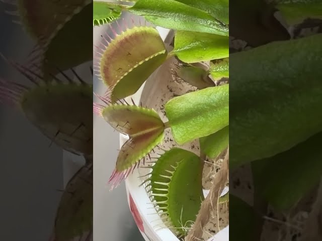 Silent Botany: Macro Live with My Venus Flytrap 🌿 (Calm & Slow Living)