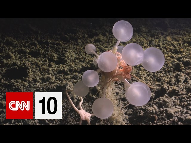 Scientists discovered 1,100 new ocean species this year | May 20, 2026