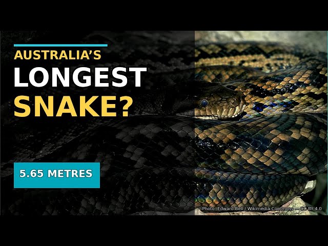 Australia’s Biggest Snakes: Which One Grows the Longest?