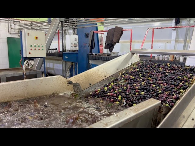 Classic Olive Oil Factory Tour | ASMR White Noise Relaxing Sounds
