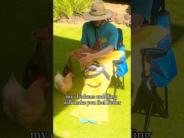 🐔💛 Ever seen CHICKENS JUMP onto a LAP?!