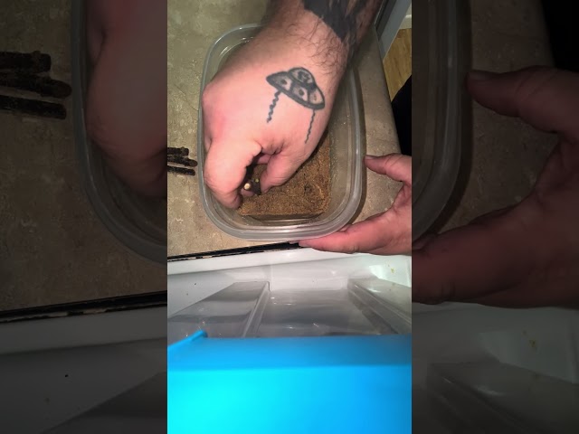 SINGLE NODE Fig cuttings success or failure??