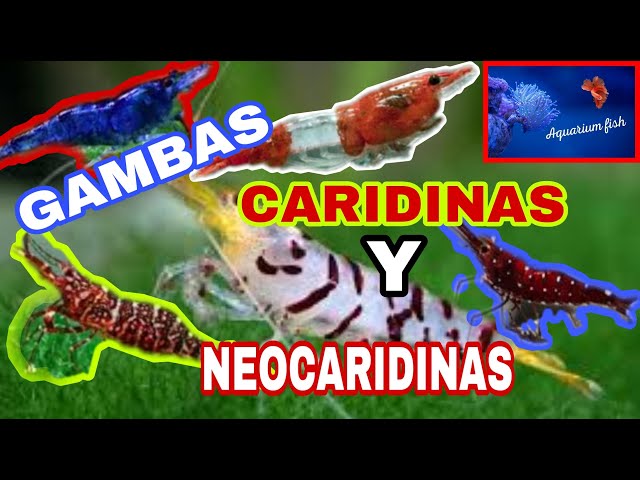 Gambas Caridinas y Neocaridinas