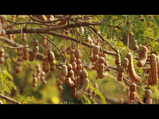 Awesome Tamarind Cultivation Technology - Tamarind farm and harvest - Tamarind Processing