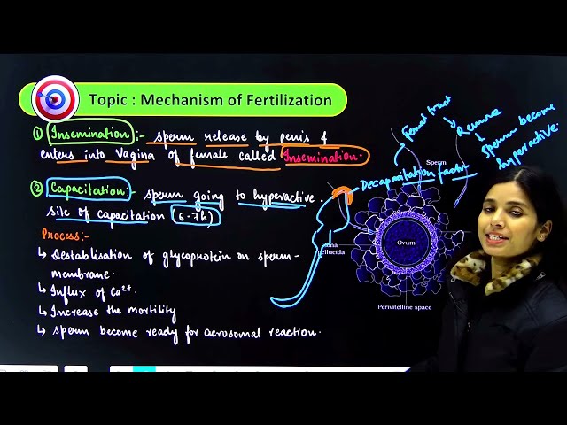 FERTILIZATION || CLASS 12TH || HUMAN REPRODUCTION || NCERT + NEET || CBSE|| 2026