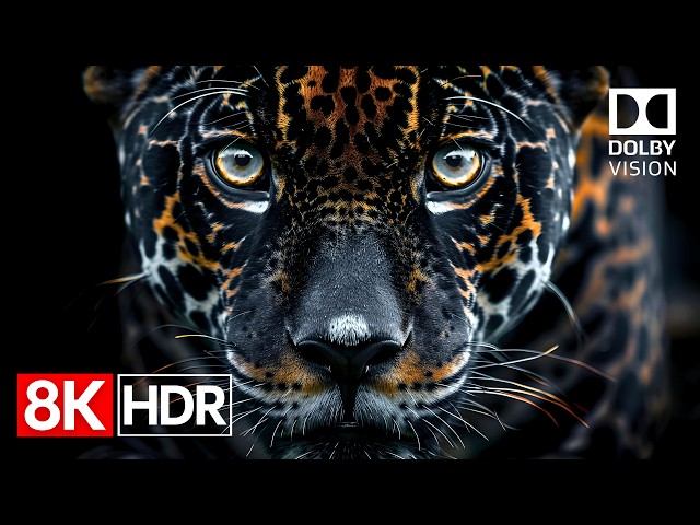 Unbelievable Color Depth in 8K HDR Dolby Vision 60fps