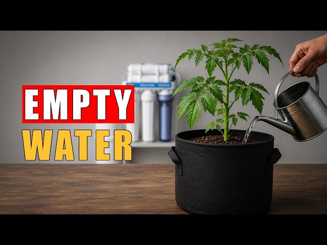 Why You Shouldn't Water Plants With RO Water?