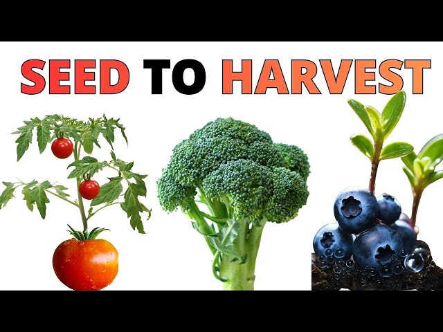 Growing Plants Seed to Harvest 4K Time Lapse Compilation (~3 Years)