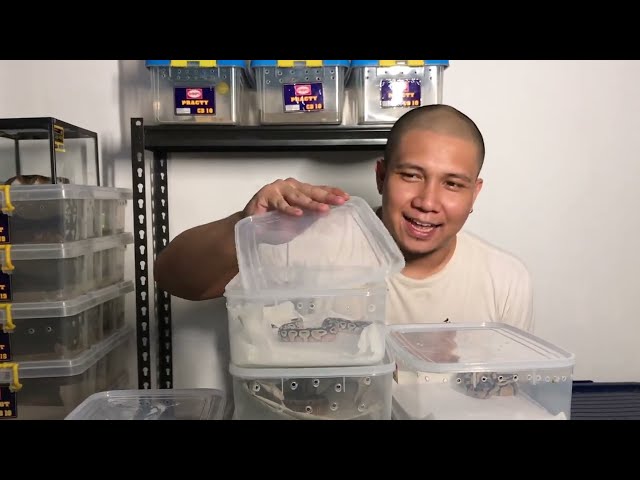 Combo Calico Terbaik Tahun ini review clutch Ball Python 2024