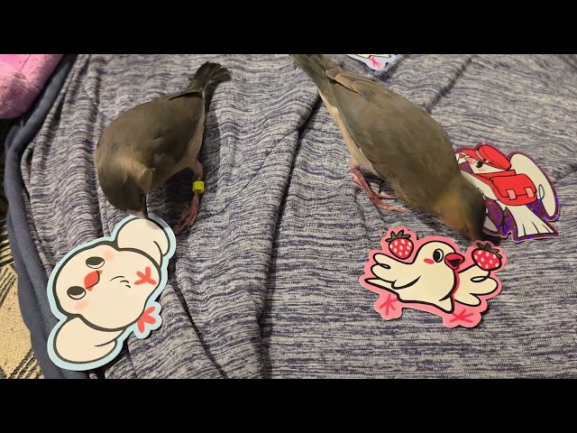 Java finches and stickers (Day 44)