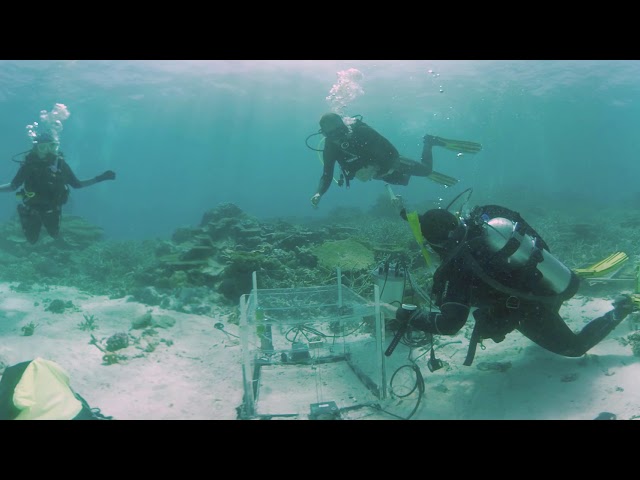 Science on the Great Barrier Reef