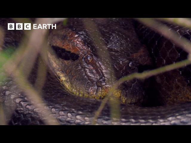 A Giant 5 Metre Anaconda Leads To Nature's Creepiest Discovery | Expedition Guyana | BBC Earth