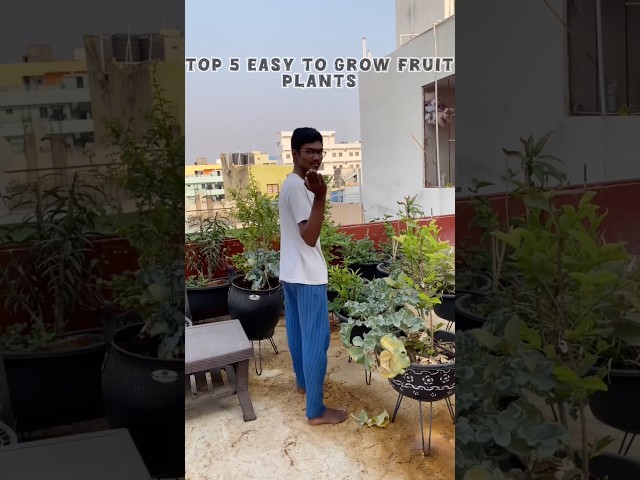 Top 5 easy to grow fruit plants for terrace garden / container gardening.