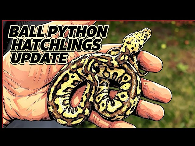 Ball Python Hatchling Update: With Infinity Morph's