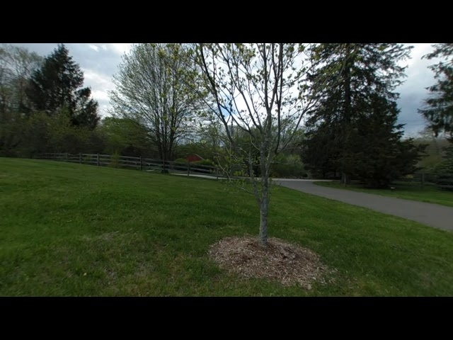 Lenovo Mirage Camera Test Footage: Tree