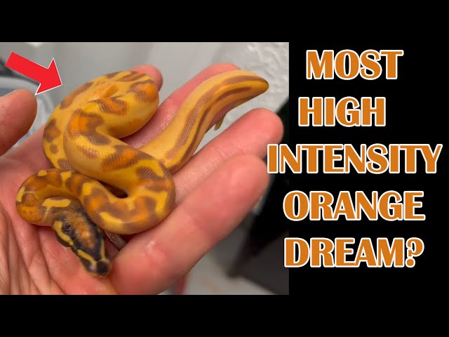 THE MOST ORANGE FREEWAY BALL PYTHON?