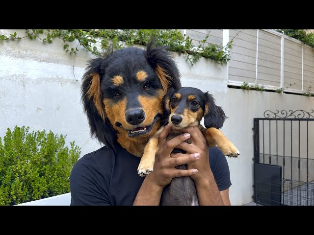 Swapping lives with my Dog 