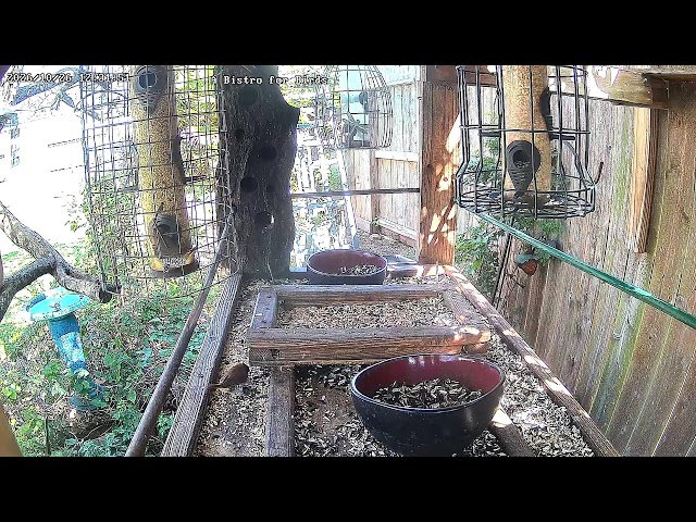 A Bistro for Birds Live Stream