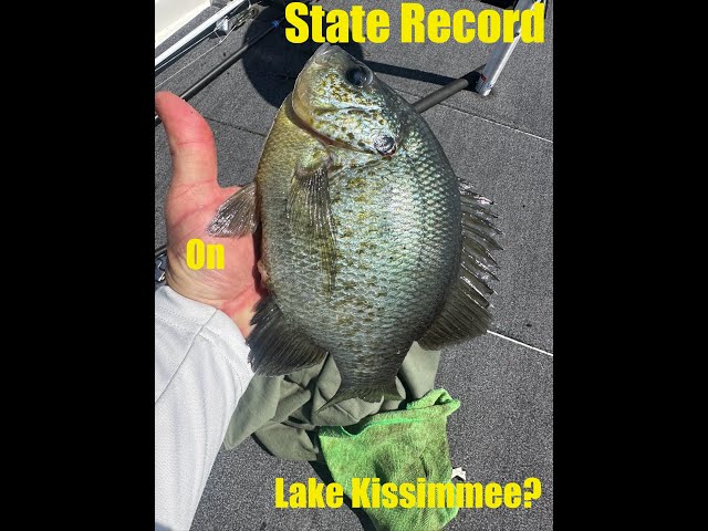 Monster Shellcrackers in the Lily Pads