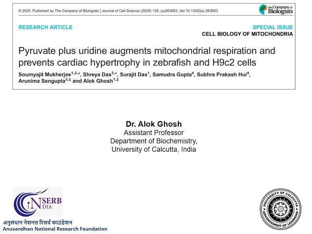 JCS snapshot: pyruvate + uridine augments mitochondrial respiration & prevents cardiac hypertrophy