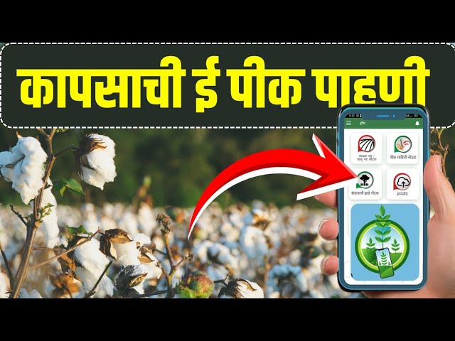 अशी करा कापसाची ई पीक पाहणी | Cotton EPeek Pahani DCS MH application