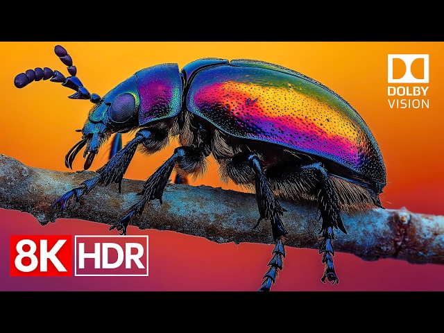 The Power of Perfect Color | 8K Dolby Vision HDR 60fps OLED TEST