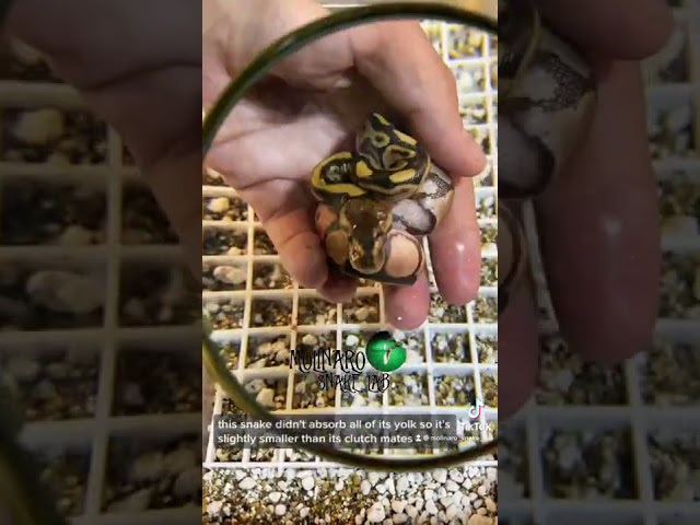 🐍 The way this clutch was weird but it turned out great! 🧪 #snakes  #ballpython  #royalpython