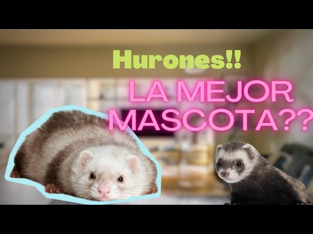Are ferrets the right pet for you? Care guide