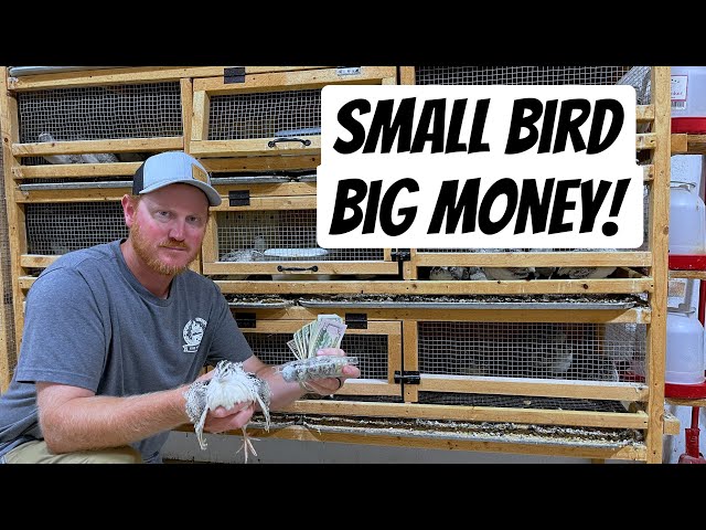 Are Coturnix Quail Profitable?