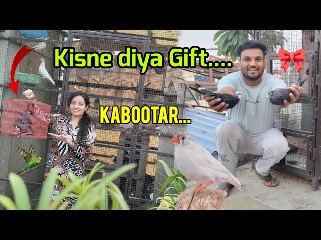 Naye black kabutar gift kiye subscriber ne || New pigeon video || shehr aur ganv vlogs|| 😍
