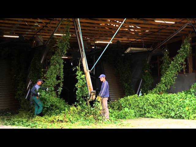 Hops from Hallertau - for the World's Best Beers (Long Version)