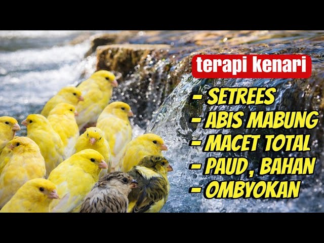 terapi kenari setres,abis mabung,macet total,paud,bahan ombyokan #masterankenari #terapikenari  