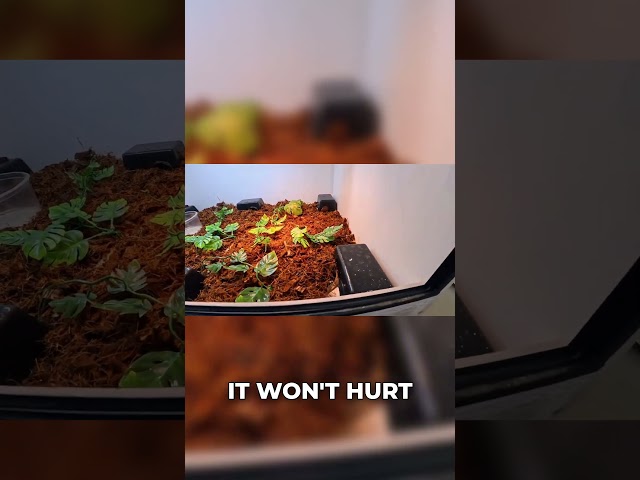 Future Plans for Barbie's Enclosure! #brazilianrainbowboa #snake #reptiles