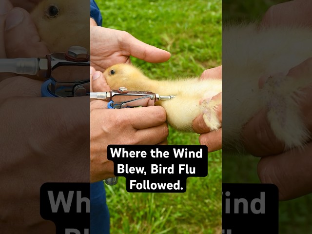 The U.S. Government Is Dismissing Something That Could Start a Bird Flu Pandemic