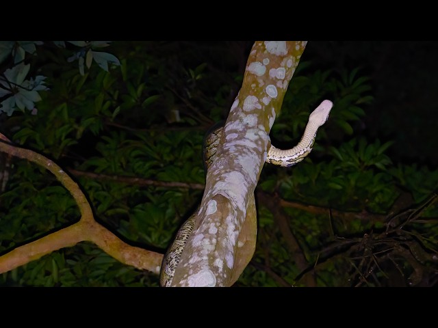 Burmese Python 緬甸蟒