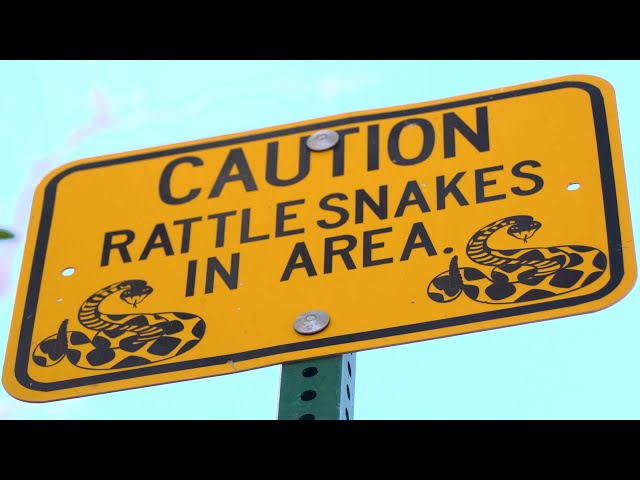 Rattlesnake Bites - A Quick Guide for Hikers and Parents | UC Davis Health