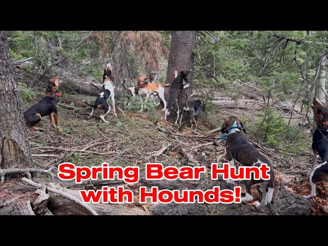 2026 SPRING BEAR HUNT WITH HOUNDS! 