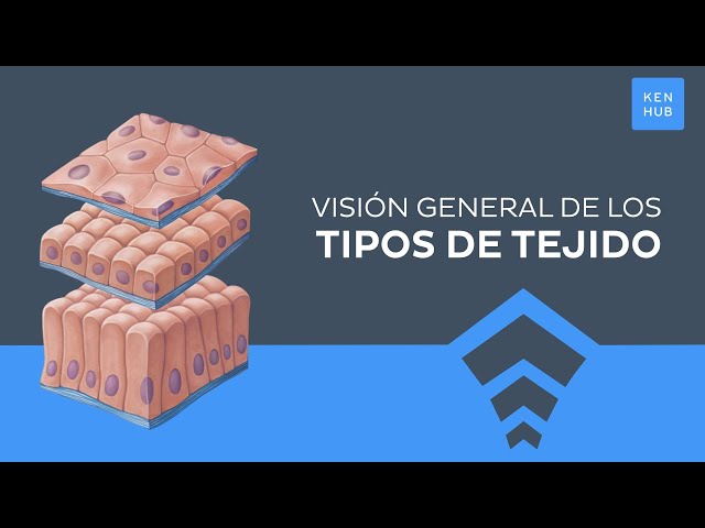 Tipos de tejido: Clasificación, características, funciones  - Anatomía Humana | Kenhub