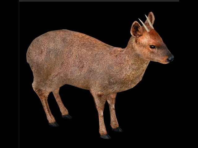 PUDU